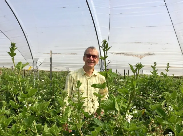 Mark Gaskell shown among blackberries bushes, but the UC Cooperative Extension advisor is known for his pioneering work on blueberries and coffee in California.