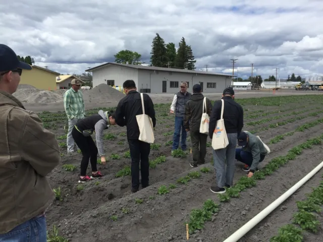 Chinese agricultural scientists explore a potato research field at UC ANR's Intermountain Research and Extension Center in Tulelake.