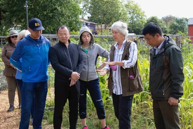 Master Gardener volunteer Cathy McFann describes the integrated pest management techniques being demonstrated in a Santa Rosa community garden.