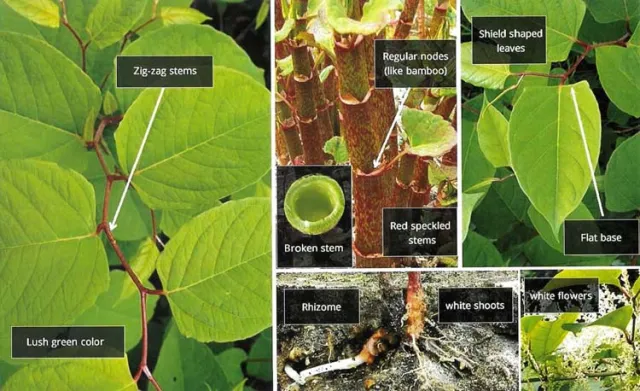 Japanese Knotweed (Fallopia japonica sp.)