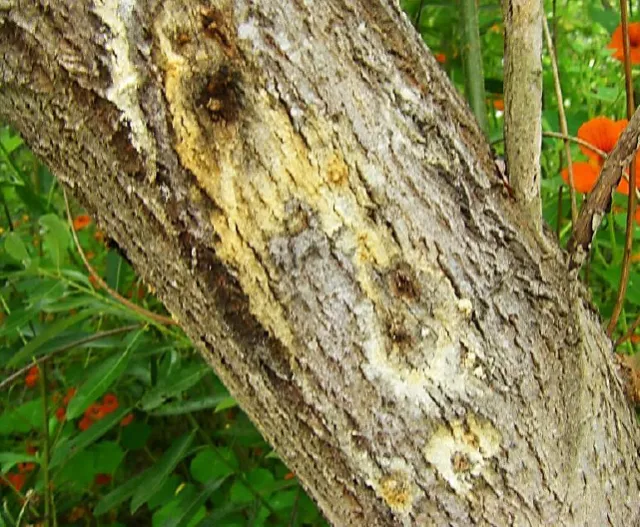 Heavy staining on Arroyo Willow trunk. Source: UCANR