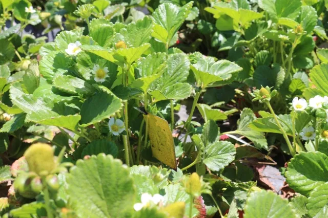 Water-sensitive spray cards