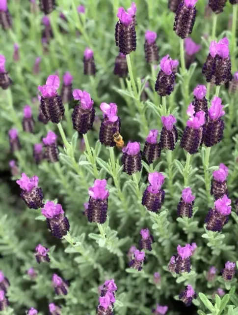 lavender