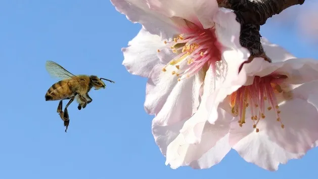 blossom almond