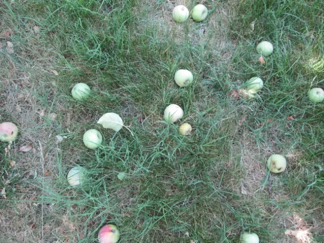 Late June Drop of Gravenstein Apples.