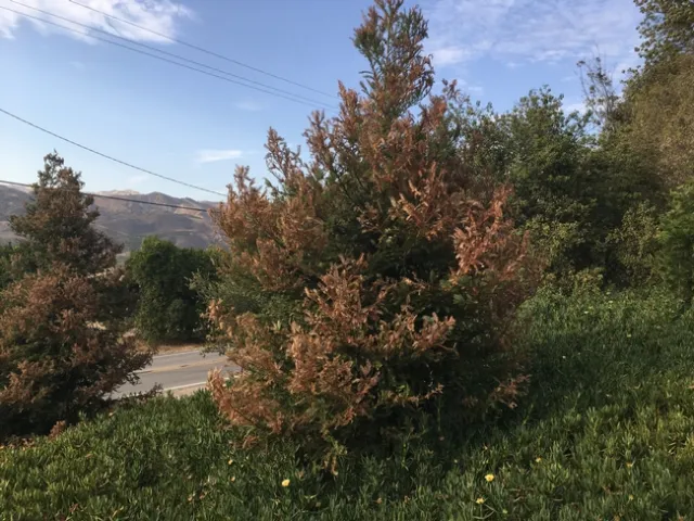 heat damage to redwood