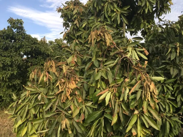 heat damage to canopy