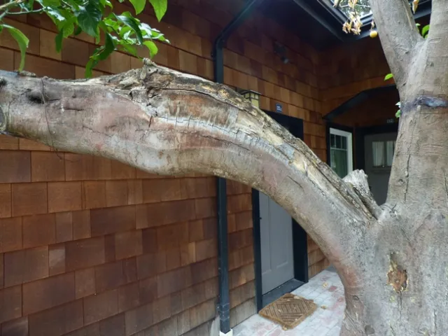 sunburn damage citrus 2