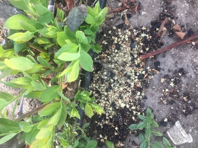 puncturvine collection blueberry