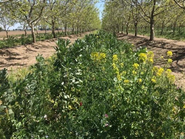 Cover crop in a walnut orchard with flowers to attract beneficial insects, Yolo County, 2018.