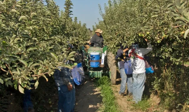 For the 2018 ASABE Student Robotics Challenge, teams will simulate the mechanical harvest and storage of apples.