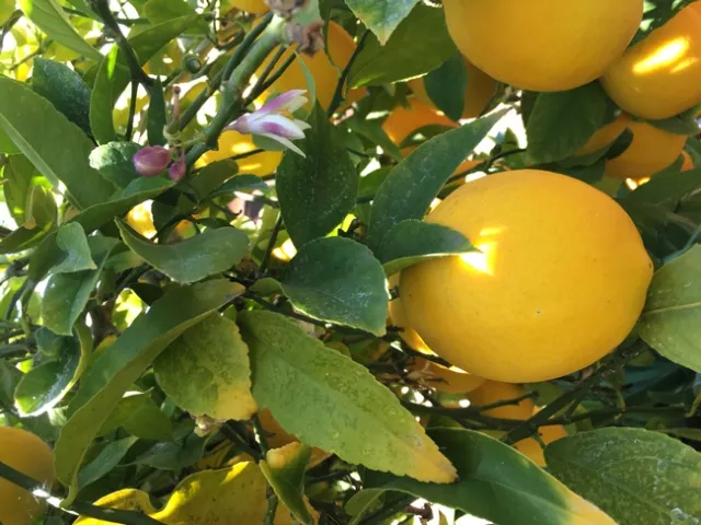 Meyer Lemon
