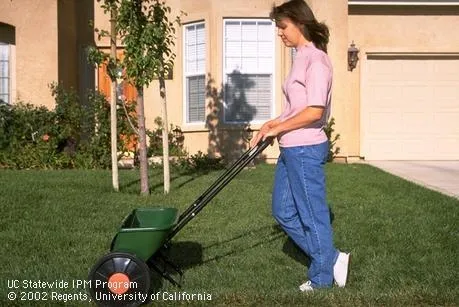 Fertilizing a lawn. (Credit: Steven E. Lock)