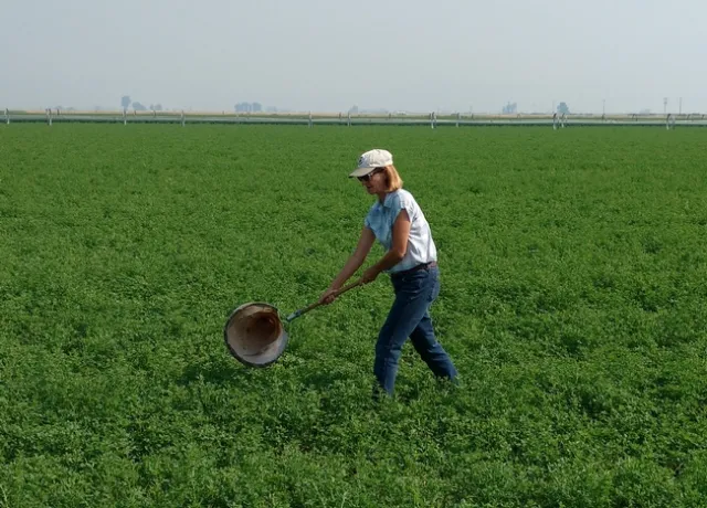 Rachel Long shows us the proper technique for sweeping alfalfa fields