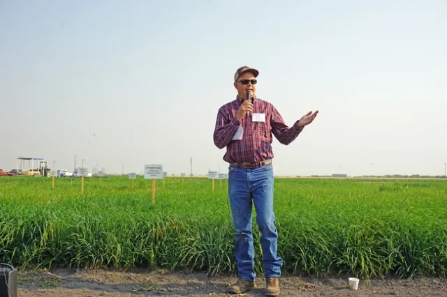 UC Cooperative Extension advisor Dave Lile is conducting research to determine the stubble height of three hay crops - timothy hay, tall fescue and orchard grass - for ideal growth the following season.