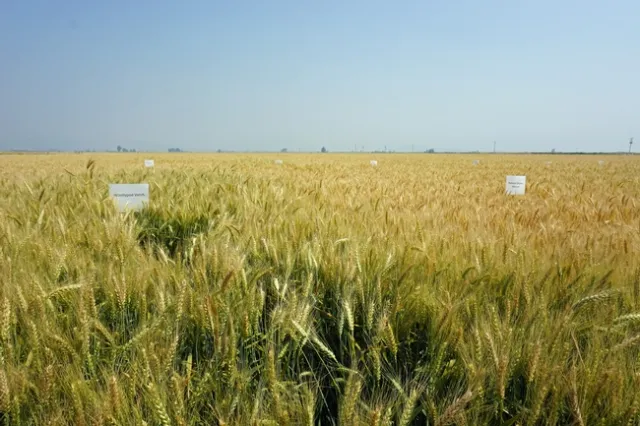 The wheat in the foreground - which followed a cover crop of woolypod vetch and potatoes - is visibly more robust than wheat behind it that followed pelleted chicken manure and the potato crop. 'We were surprised by the memory we get from legume crops,' Wilson said.