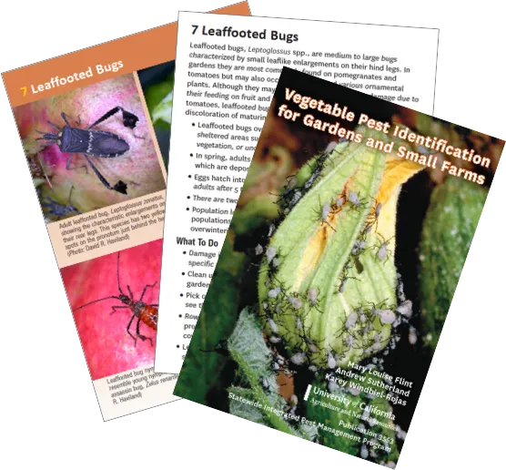 Vegetable Pest ID Cards.