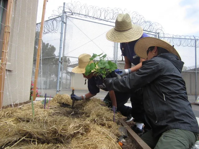 Planting a garden bed