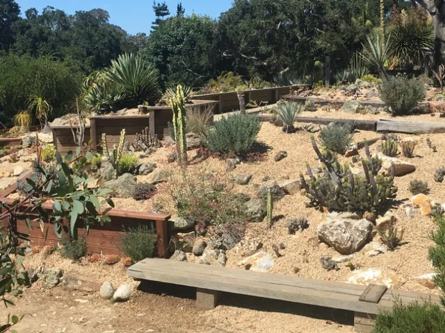 Most Californians don't have a desert landscape designed to withstand the limited water and high temps like the desert garden display at the UC Santa Cruz botanical garden. (Credit: Lauren Snowden)