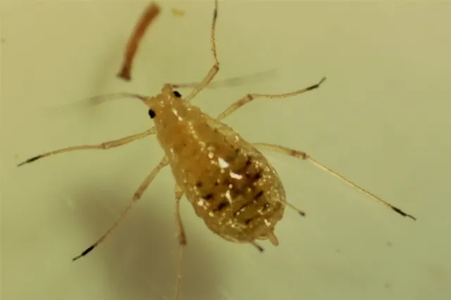 Fig. 1. Lettuce aphid.