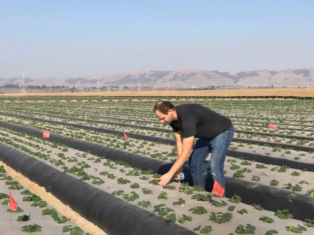Measuring the canopy growth