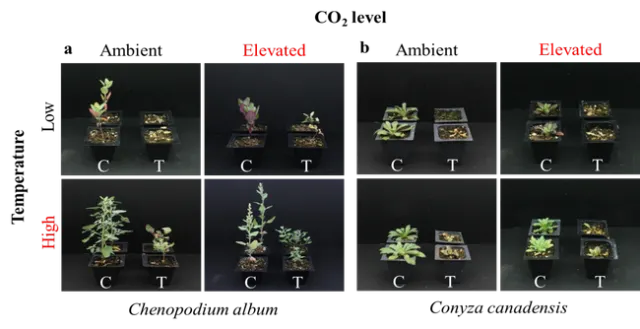 Figure 2. Plant response to glyphosate under different environmental conditions.