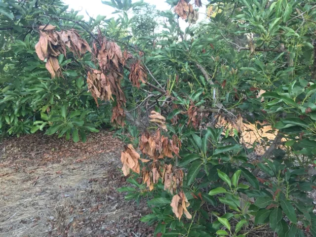 avocado leaf blight before heat