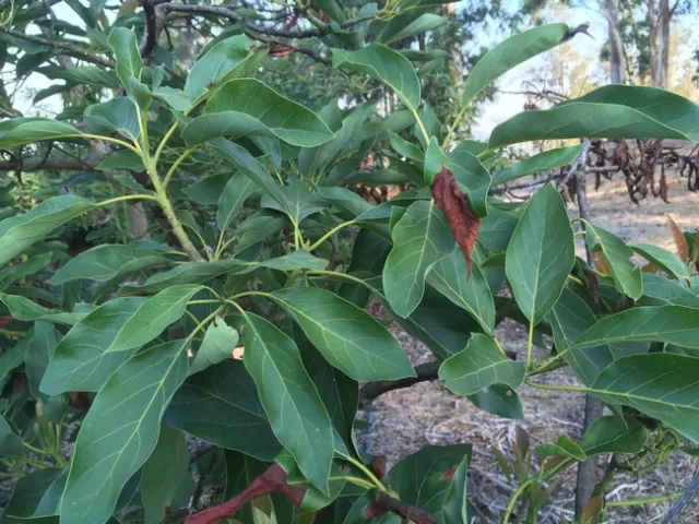 avocado heat damage leaf