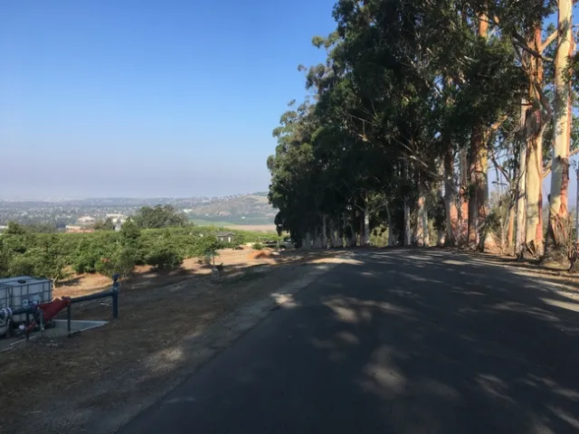 avocado euc competition