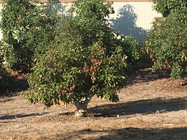 avocado stumped root rot leaf blight