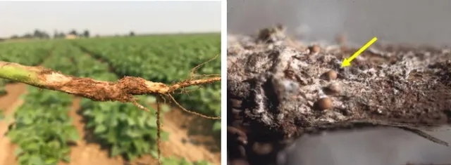 Southern blight infected lima bean root (left); small tan sclerotia that are diagnostic of the southern blight pathogen.