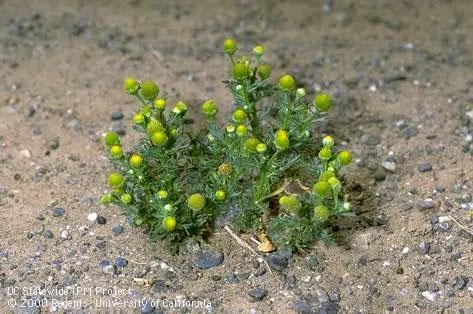 Pineapple weed. (Credit: Jack Kelly Clark)
