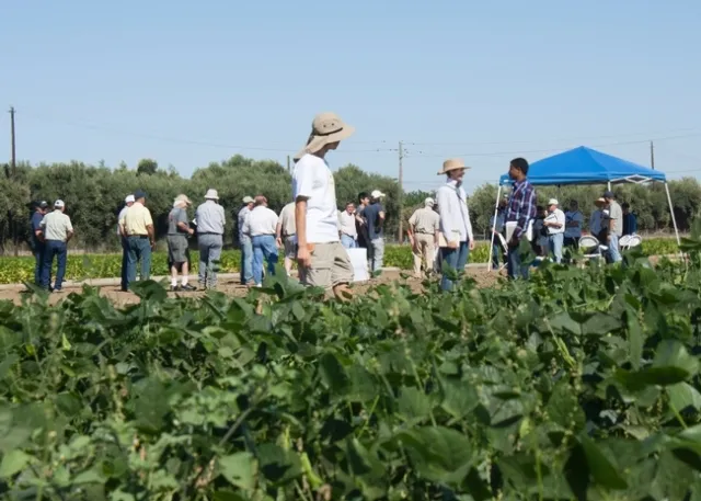 Dry Bean Field Day, UC Davis