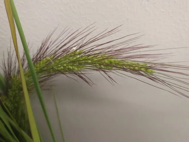 Seed head of unknown watergrass species (Echinochloa spp.) Notice visible purple awns.