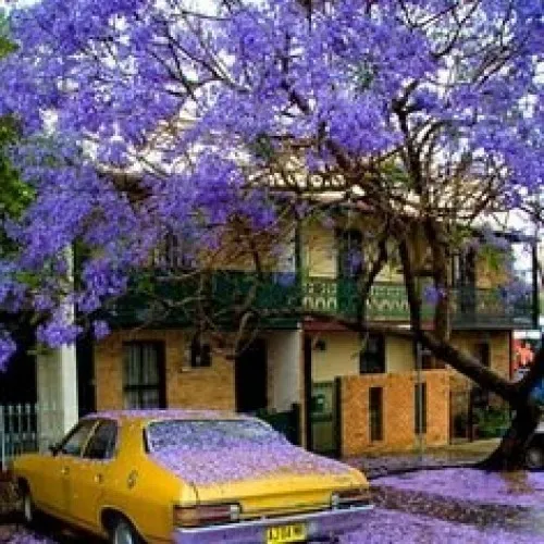 Jacaranda