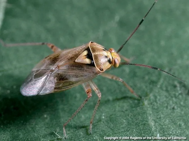 Adult Lygus bug, a key pest of dry beans. The newly revised UC IPM guidelines includes updated information on how to manage this pest.