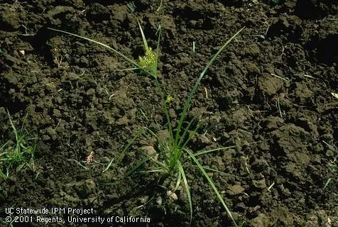 Yellow Nutsedge