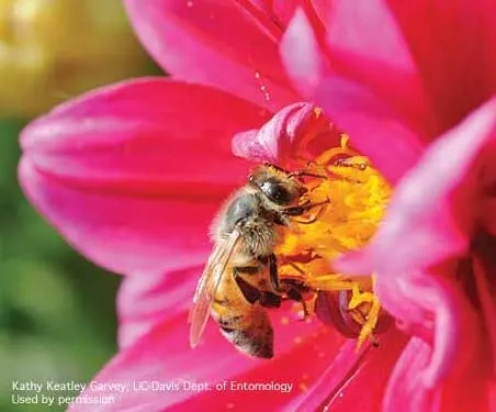 Adult honey bee collecting pollen on zinnia. (Credit: Kathy Keatley Garvey)
