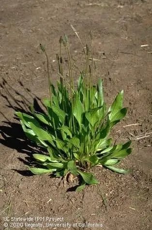 Established buckhorn plantain - Plantago lanceolata