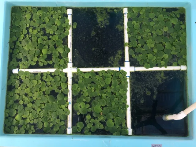 A tank of spongeplant grown at 25°C before the 21-day harvest.