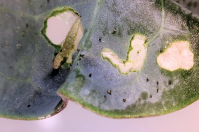 Fig.1. Characteristic window panning injury from Diamondback larva feeding on a broccoli leaf.