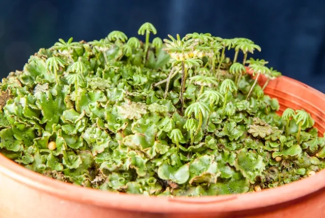 20171120-S Tjosvold MG 1034