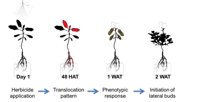 Translocation of glyphosate