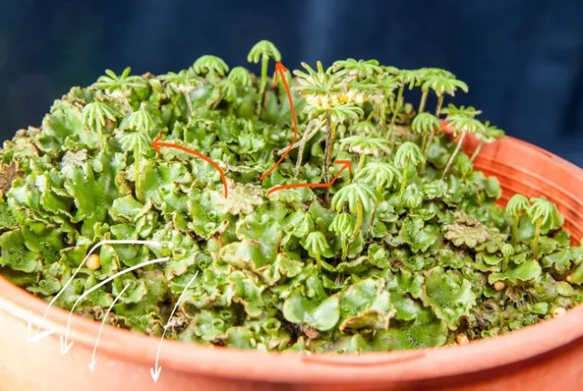 All the paths for liverwort gemmae (white) and sperm (orange)