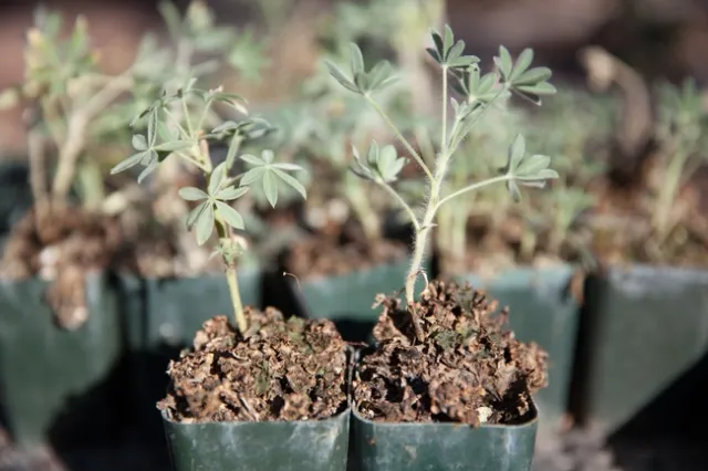 MG 1172 liverwort sensitive to dry