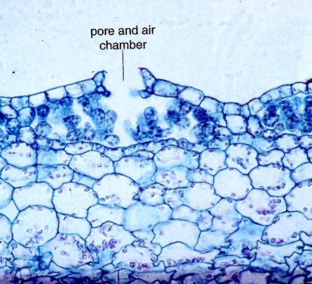 Liverwort pore