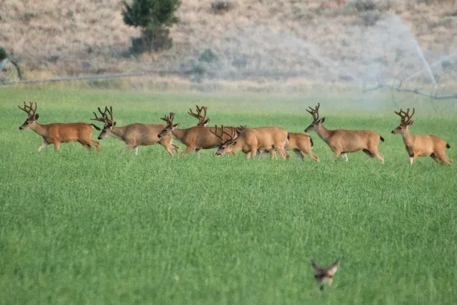 CA Alfalfa Landscape Provides Wildlife Habitat