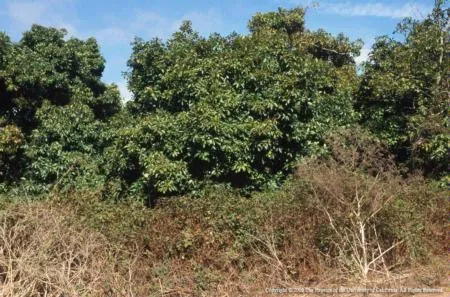 Weeds bordering avocado orchard