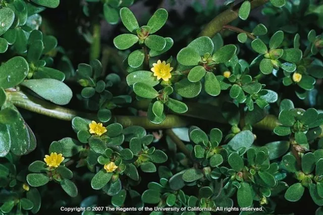 Common purslane leaves and flowers (Photo by Joe DiTomaso)