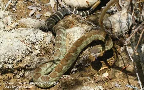 western rattlesnake
